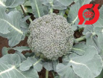 Broccoli - 'Calinaro'