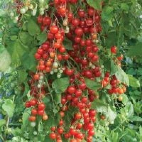 Tomatplanter -