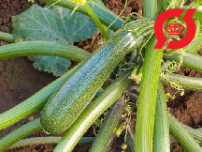 Squash - 'Zuboda'