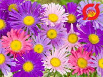 Asters, sommer (enkelte)