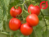 Tomat, friland - 'Dorenia'