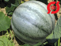 Melon-honning - 'Petit Gris de Rennes'