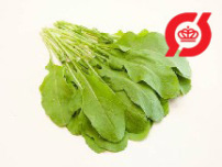 Rucola (Salatsennep)