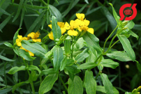 Tagetes, lakrids/Mexikansk estragon