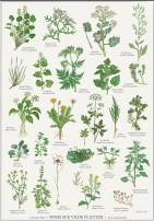 Spis vilde planter - plakat A2