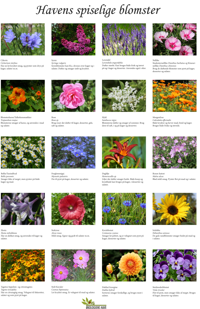 Havens blomster - plakat