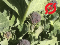 Broccoli - 'Purple Sprouting'