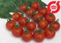 Tomat, Cherry - 'Zuckertraube'