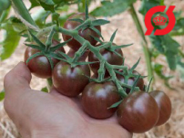 Tomat, cherry - 'Black Cherry'