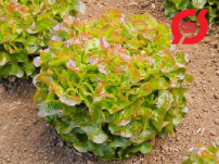Salat, egeblad (grøn/rød kant) - 'Bijella'