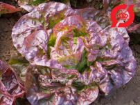 Salat, hoved (rødbrun) - 'Merveille des quatre saisons'